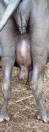 ભેંશ વેચવાની છે