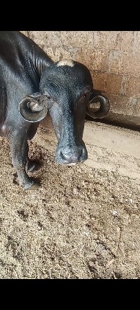 આ ભેંસ વેચવાની છે