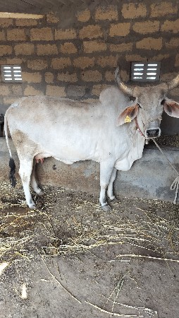 કાંકરેજ ગાય વેચવાની છે