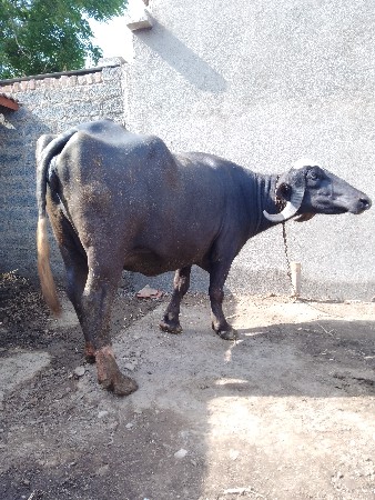 ભેંસ