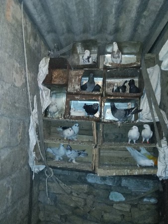 कबुतर  वेचवानासे