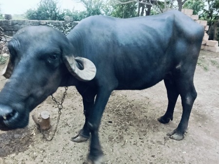 ખડેલું
