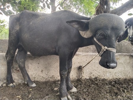 પાડો વેચવાનો છે  જાફરો
