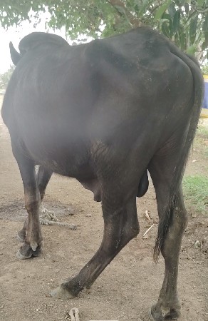 pado