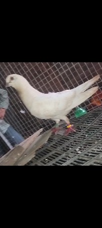 કબૂતર વેચવાના છે