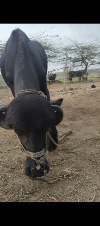 પાડો વેચવાનોછે