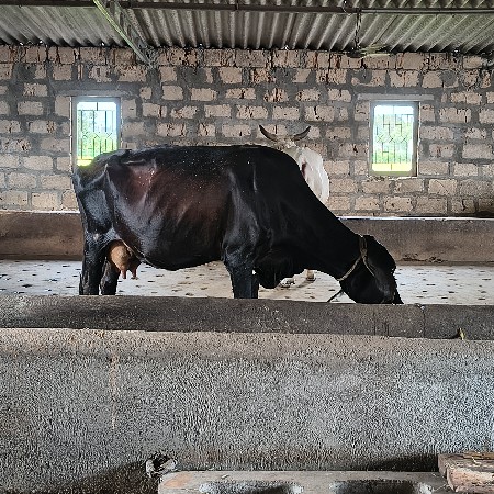 એસેફ વેચવા ની છે છે