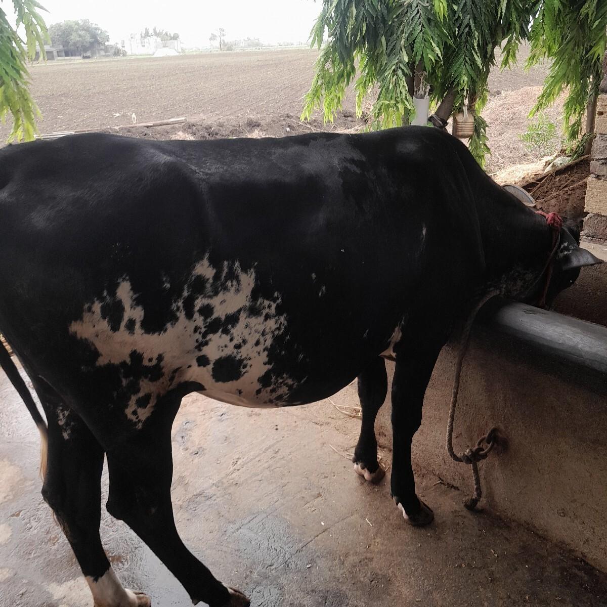 હોડકી વેસવાની છે