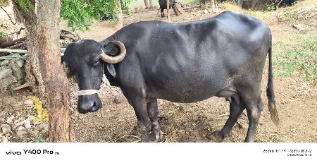 ભેંશ વેચવાની છે