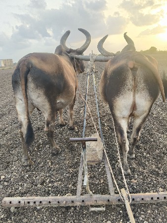 બળદ વેસવાના સે