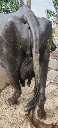 ભેંશ વેચવાની છે