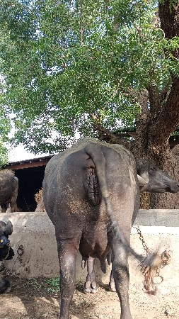 ભેંસ વેચવા ની છે
