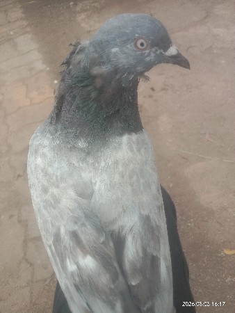 કબૂતર વેચવાના છે