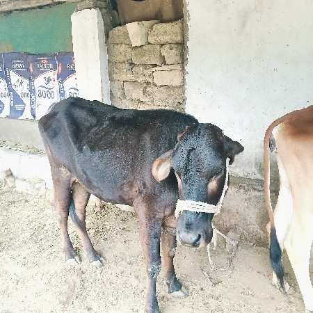 વાસડી દેવાની છે