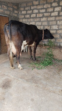 ગીર કોસે