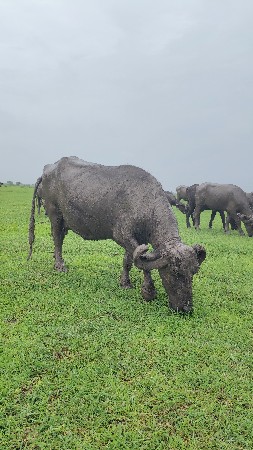 ભેંસ વેચવાની છે