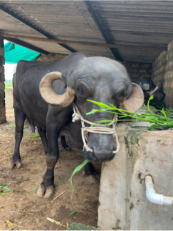 ભેંસ વેશવાની છે 
2 વરહ દોવા દયે 
2 મહિના નો ગાભ
