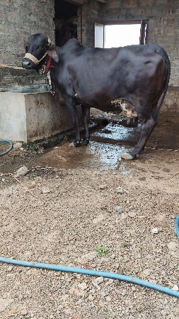 ગિર ક્રોસ ગાય વેસવાનિ છે