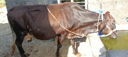વેચવાની છે