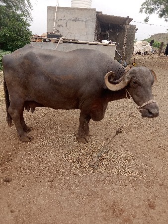ભેંસ વેચવાની છે