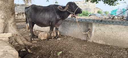 ભેંસ વેચવાની છે