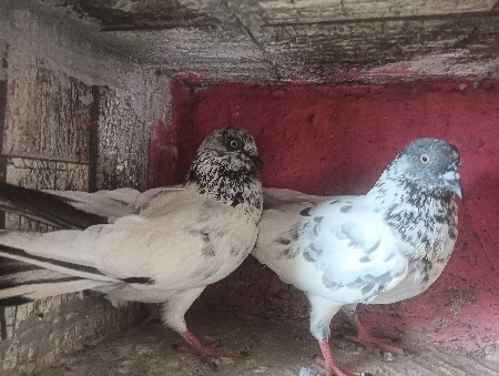 કબુતરા વેચાવ છે