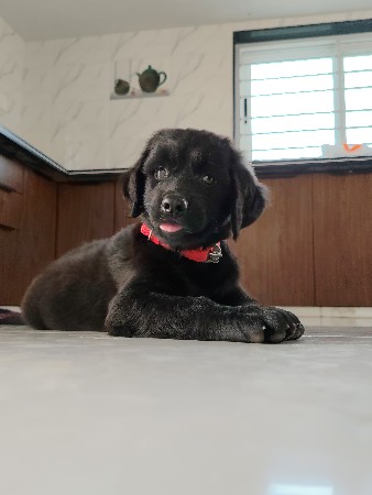 લેબ્રાડોર ફિમેલ