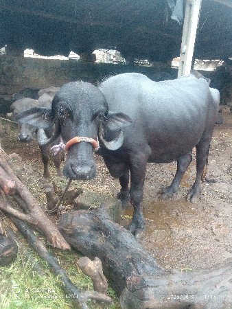 ભૅસવૅચવાનીછૅ