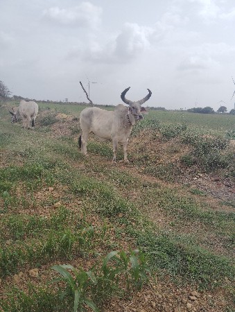વેચવાના