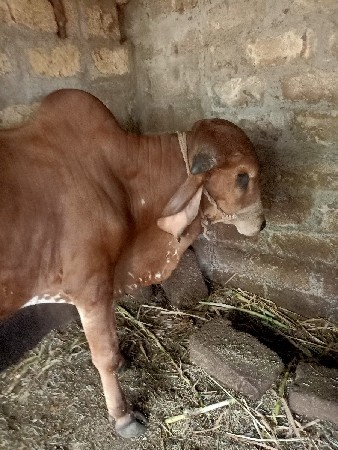 ધણ ખુટ