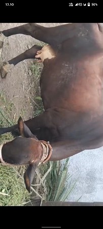 hf ગાય વેચાણ છે