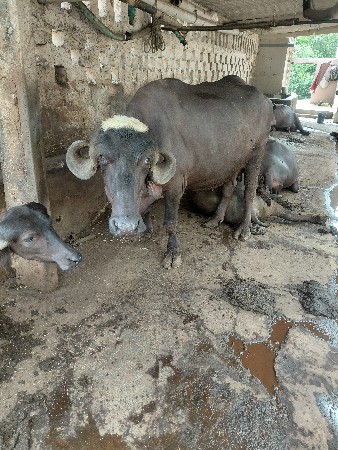 ગેરંટી સાથે દેવાની છે
