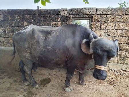 ભેંશ વેશવાની શે