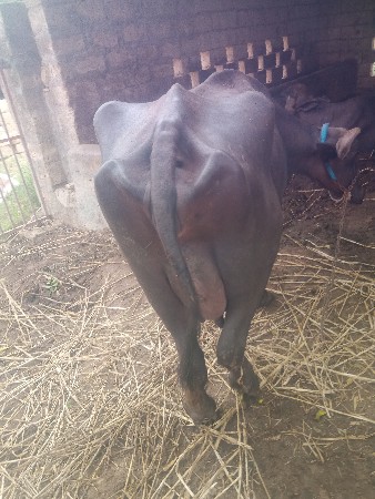 ભેંસ વેચવાની છે માધવપુર