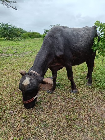 વેચવાની છે વેચવાની છે