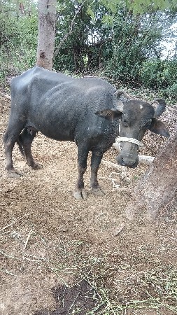 ખડેલી વેચવાની છે