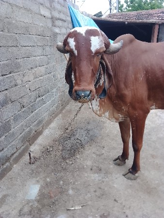 ગાય