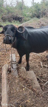 3વેતર ની ભેંસ