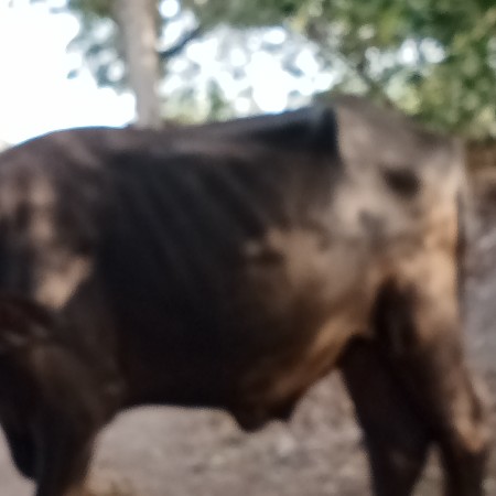 અઢી વષૅ નો છે