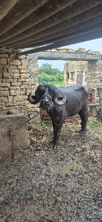 ખરેલી