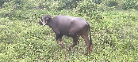 ખડેલી વેચવાની છે