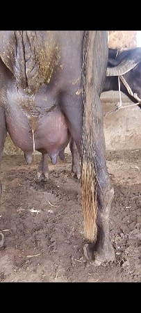vechvani che