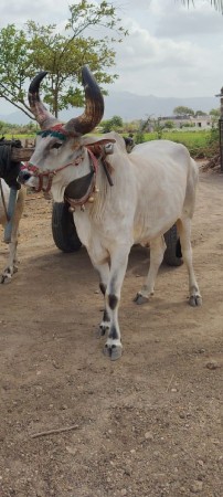બળદ વેચવા નો છે