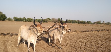 ગોધરા