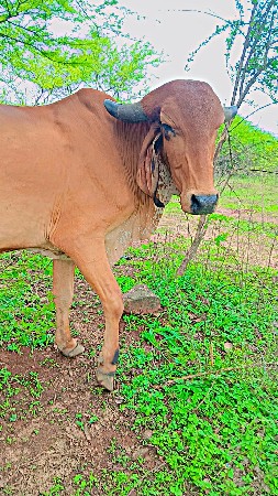 ગાય વેચવાની છે