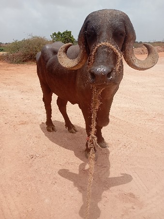 ખમણેલું.વેચવાનીસે.લેહોયતો.ફોનકર.