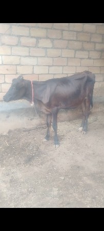 ક્રોસ વાચડી વેચવાની છે