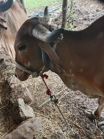 4. 5. લીટર એક.t