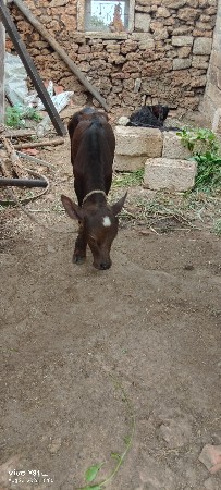 પેલવતર ખડેરી વેચવાની છે