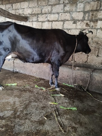 જર્સી હોડકી વેચવાની છે